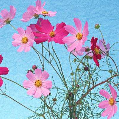 澳门威斯尼斯WNS888入口app下载截图